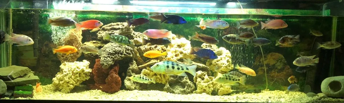 Aquarium Dyes