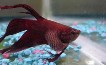 Betta with dropsy