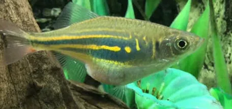 Dropsy in a fish