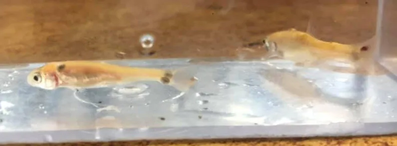 Fish Lice on Aquarium Fish