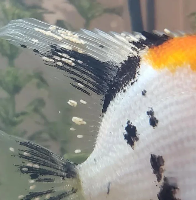 Fish Lice