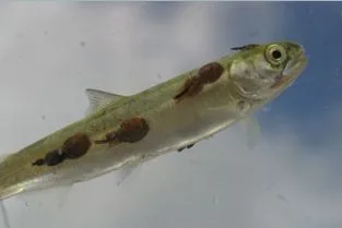 Fish Lice
