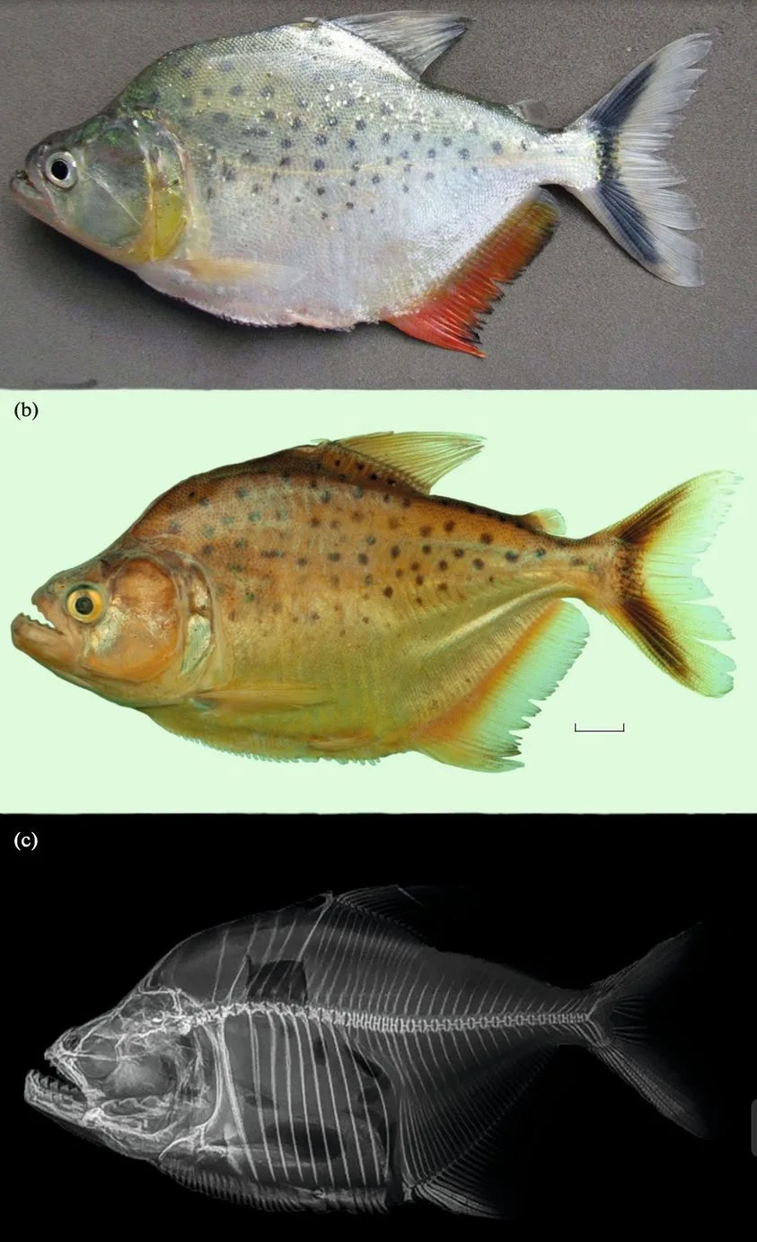 Serrasalmus magallanesi
