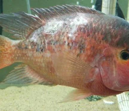 White Skin Blotches on a fish