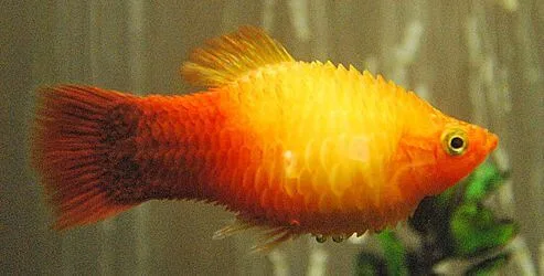 pineconing in fish