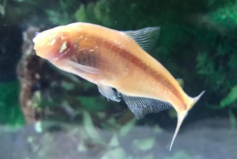 21 year old blind cave tetra