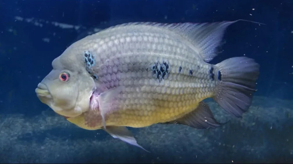 Amphilophus trimaculatus
