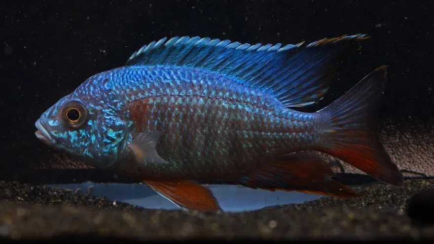 Aulonocara Turkis Peacock