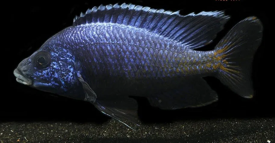 Aulonocara koningsi Blue Regal Mbenji