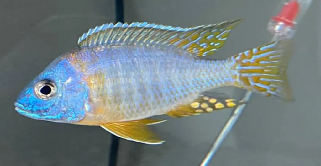 Aulonocara kornliae Blue Gold