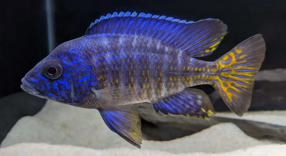 Aulonocara stuartgranti Ngara Flametail