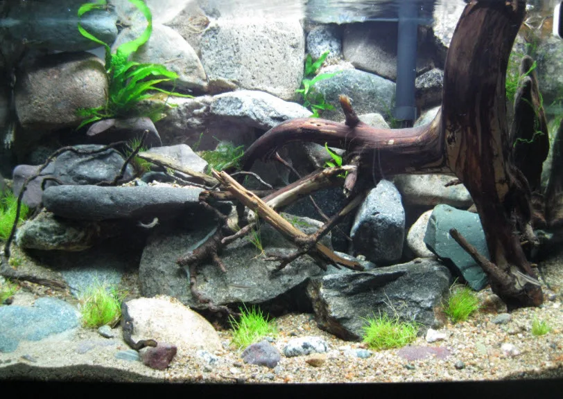 Backyard Rocks in an Aquarium