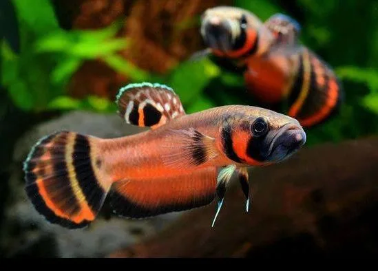 Betta macrostoma