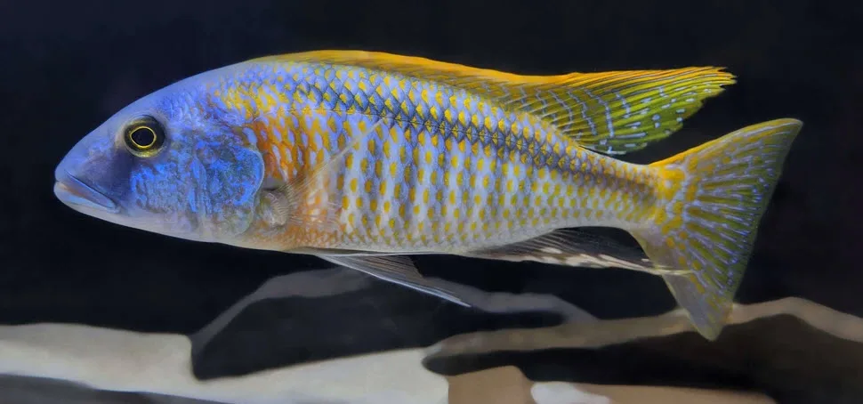 Buccochromis rhoadesii