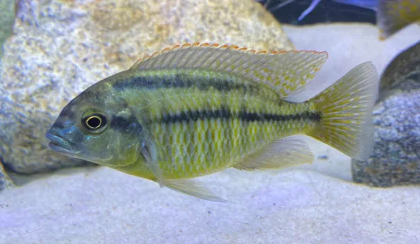 Chilotilapia Rhoadesii