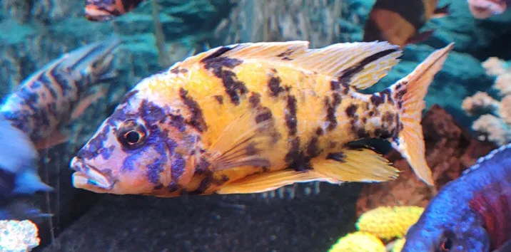 Copadichromis borleyi OB