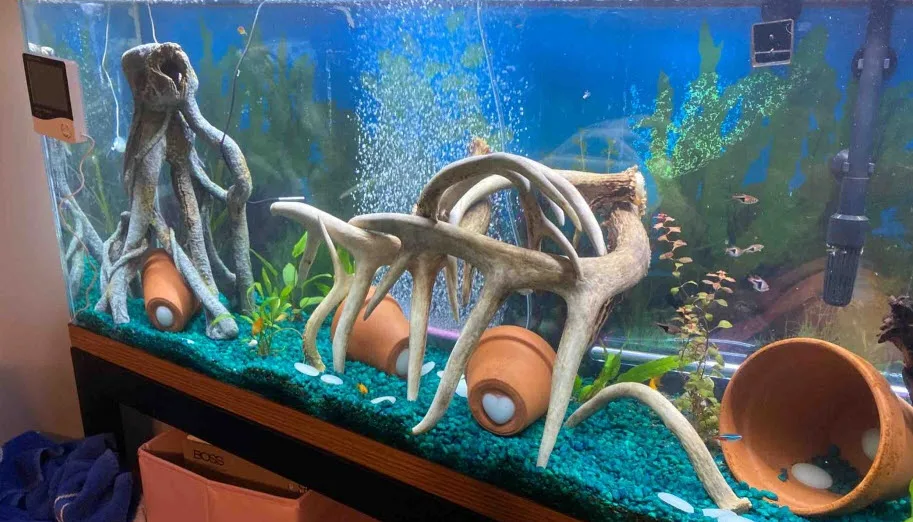 Deer Antlers in an Aquarium