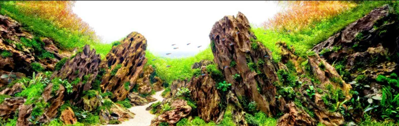 Dragon Stone Aquascape