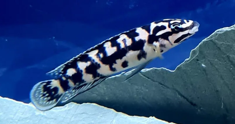 Julidichromis transcriptus