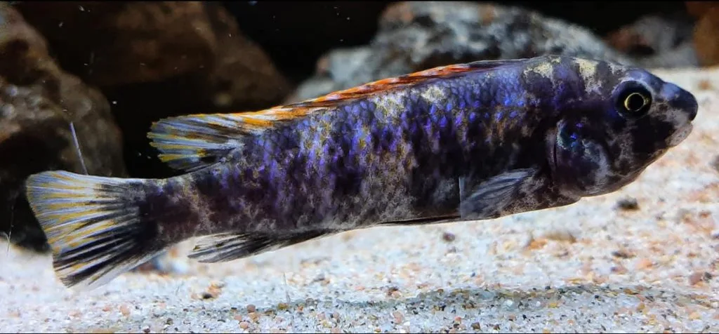 Labeotropheus trewavasae Thumbi west female OB