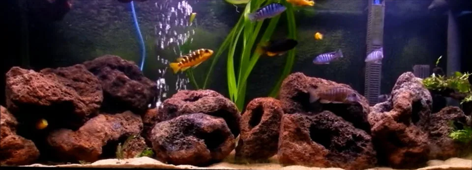 Lava Rock in the Aquarium