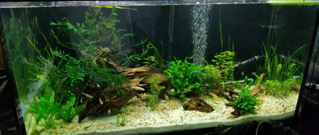 Low Tech Planted Aquarium