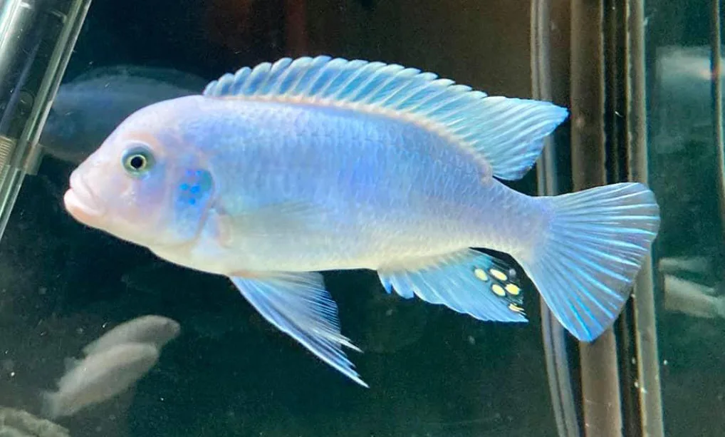 Maylandia callainos Cobalt Blue Cichlid