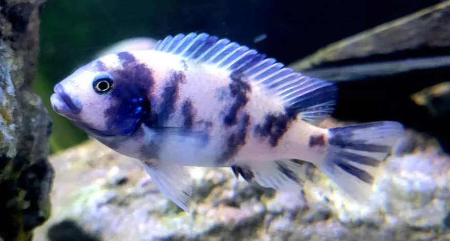 Maylandia estherae OB Pearl Zebra
