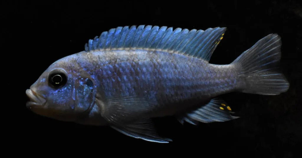 Maylandia fainzilberi Maison Reef