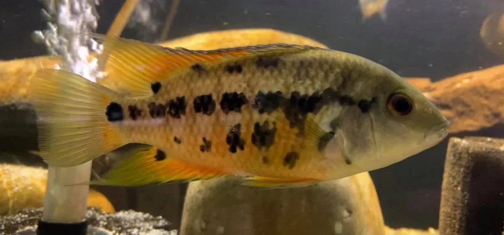 Mesoheros atromaculatus