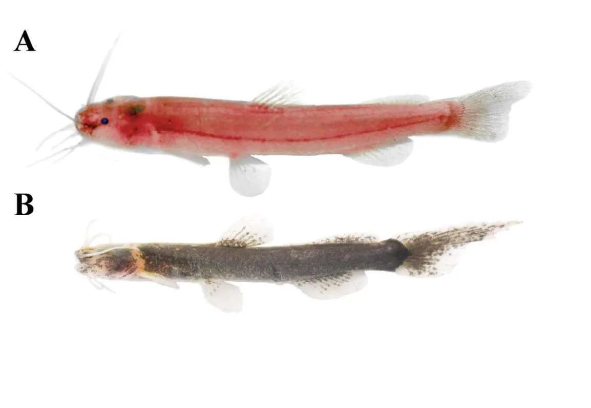 Pariolius maldonadoi and Pariolius pax