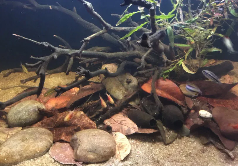 River Rock Tank Aquascape