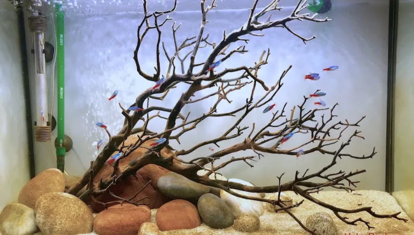 Rocks and Wood in Aquarium