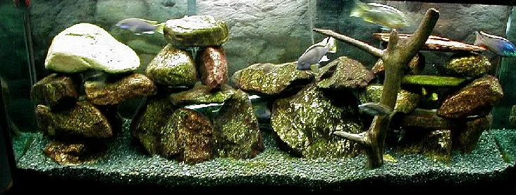 Rocks for Cichlids