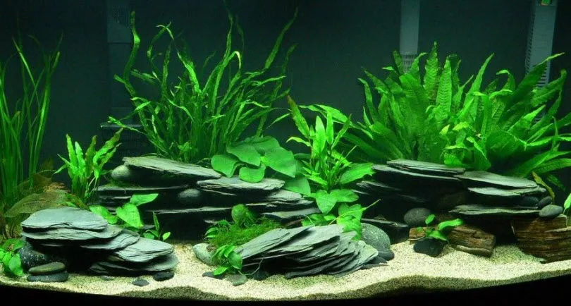 Shale in an Aquarium