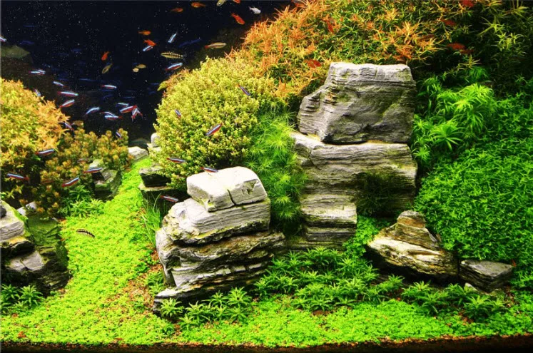 rock aquascape