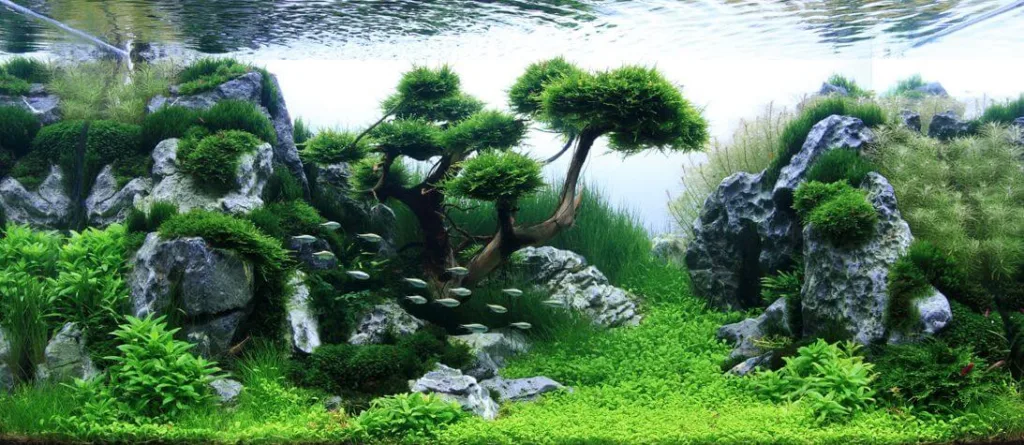 Amano Planted Aquarium