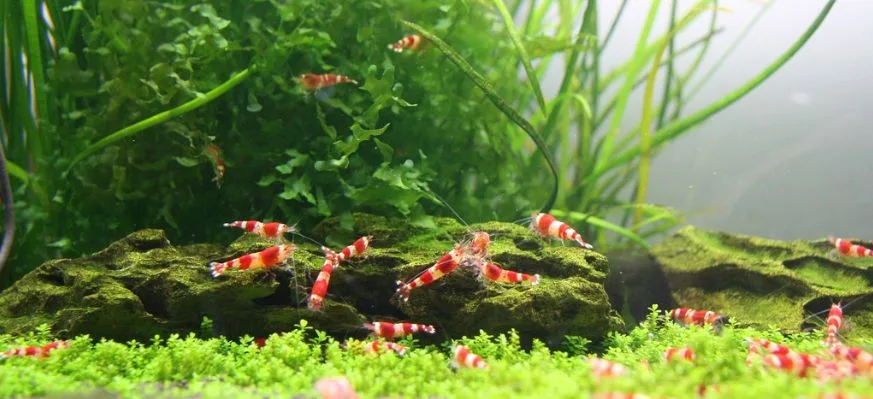 Carbon Dioxide and Plants in the Aquarium