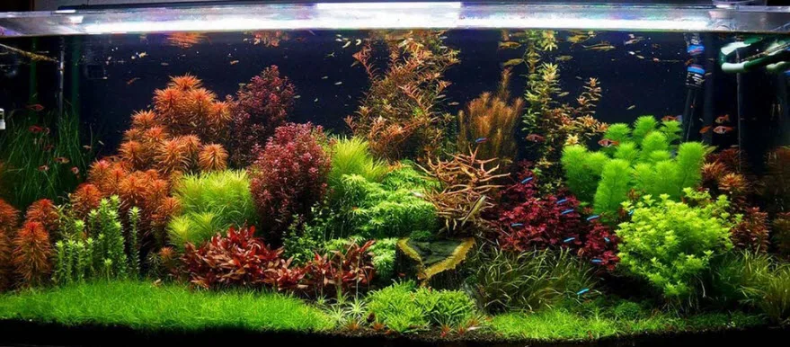 Dutch Style Aquarium