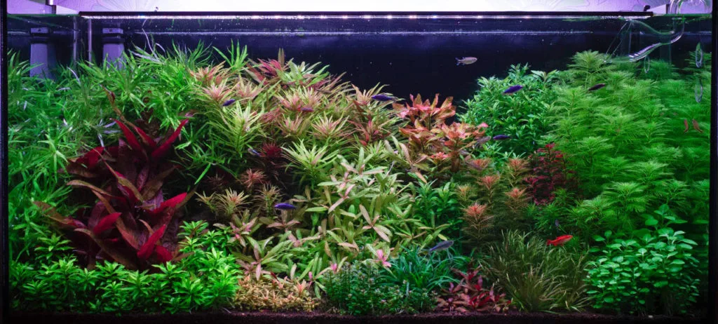 High Tech Planted Aquarium