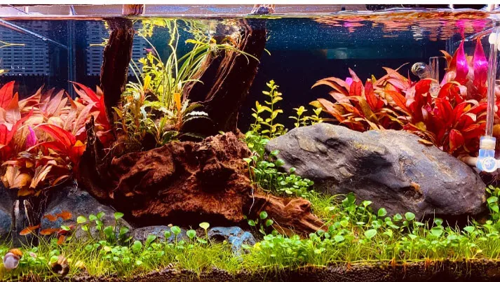 High Tech Planted Aquarium