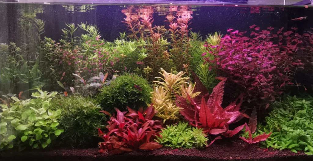 High Tech Planted Aquarium