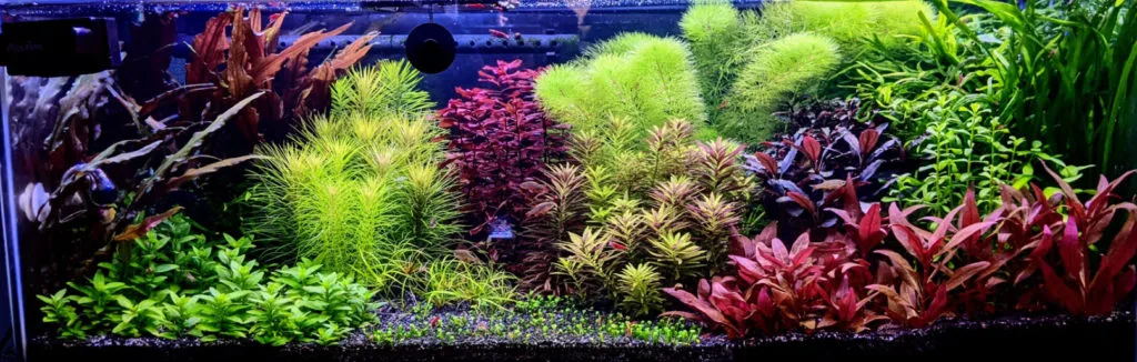 High Tech Planted Aquarium