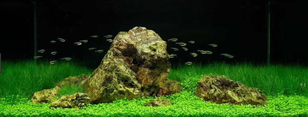 Iwagumi Planted Aquarium