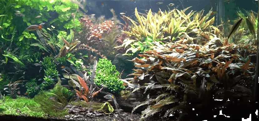 Melo Salazar’s Planted Aquarium