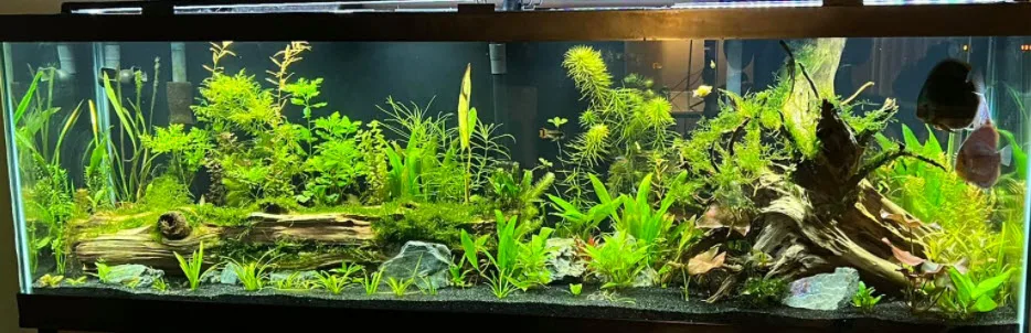 Planted Aquarium