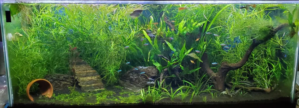 Planted Aquarium
