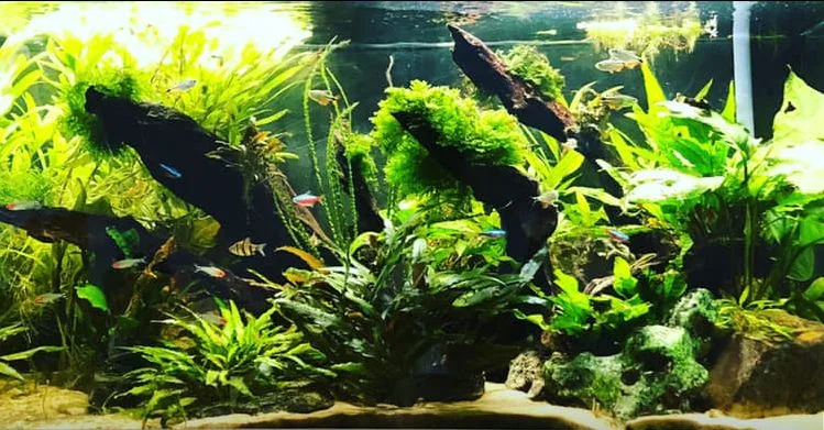 Planted Aquariums