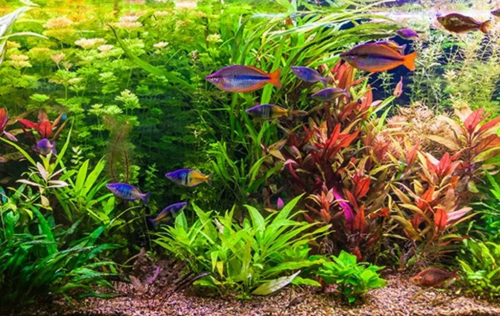 Planted aquarium