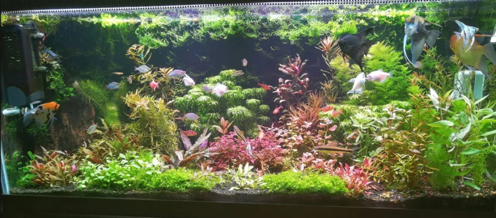 Caribsea FloraMax Substrate in a Planted Aquarium